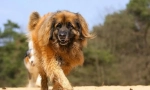 Leonberger (снимка): домашно копие на лъва на германската кръв